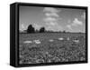 Herd of Cows Grazing in a Field of Fast Growing Kudzu Vines-Margaret Bourke-White-Framed Stretched Canvas