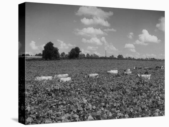 Herd of Cows Grazing in a Field of Fast Growing Kudzu Vines-Margaret Bourke-White-Stretched Canvas