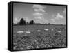 Herd of Cows Grazing in a Field of Fast Growing Kudzu Vines-Margaret Bourke-White-Framed Stretched Canvas