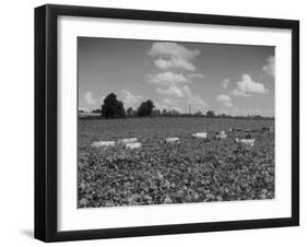 Herd of Cows Grazing in a Field of Fast Growing Kudzu Vines-Margaret Bourke-White-Framed Photographic Print