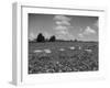 Herd of Cows Grazing in a Field of Fast Growing Kudzu Vines-Margaret Bourke-White-Framed Photographic Print