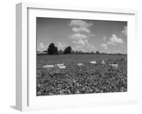 Herd of Cows Grazing in a Field of Fast Growing Kudzu Vines-Margaret Bourke-White-Framed Photographic Print