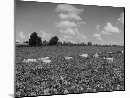 Herd of Cows Grazing in a Field of Fast Growing Kudzu Vines-Margaret Bourke-White-Mounted Photographic Print