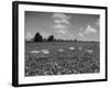 Herd of Cows Grazing in a Field of Fast Growing Kudzu Vines-Margaret Bourke-White-Framed Photographic Print