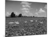 Herd of Cows Grazing in a Field of Fast Growing Kudzu Vines-Margaret Bourke-White-Mounted Photographic Print