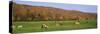 Herd of Cows Grazing in a Field, Wilmington, Windham County, Vermont, New England, USA-null-Stretched Canvas