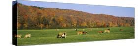 Herd of Cows Grazing in a Field, Wilmington, Windham County, Vermont, New England, USA-null-Stretched Canvas