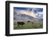 Herd of Cows in a Pasture in the Mountains. Autumn Landscape with the First Snow. Mountain Shkhara-Kotenko-Framed Photographic Print