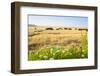 Herd of Cows, National Park of Ichkeul, Bizerte Province, Tunisia, North Africa-Nico Tondini-Framed Photographic Print