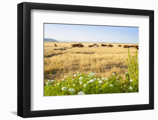 Herd of Cows, National Park of Ichkeul, Bizerte Province, Tunisia, North Africa-Nico Tondini-Framed Photographic Print