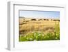 Herd of Cows, National Park of Ichkeul, Bizerte Province, Tunisia, North Africa-Nico Tondini-Framed Photographic Print