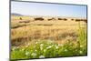 Herd of Cows, National Park of Ichkeul, Bizerte Province, Tunisia, North Africa-Nico Tondini-Mounted Photographic Print