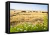 Herd of Cows, National Park of Ichkeul, Bizerte Province, Tunisia, North Africa-Nico Tondini-Framed Stretched Canvas