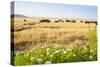 Herd of Cows, National Park of Ichkeul, Bizerte Province, Tunisia, North Africa-Nico Tondini-Stretched Canvas