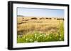 Herd of Cows, National Park of Ichkeul, Bizerte Province, Tunisia, North Africa-Nico Tondini-Framed Photographic Print
