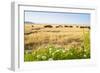 Herd of Cows, National Park of Ichkeul, Bizerte Province, Tunisia, North Africa-Nico Tondini-Framed Photographic Print