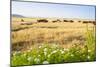 Herd of Cows, National Park of Ichkeul, Bizerte Province, Tunisia, North Africa-Nico Tondini-Mounted Photographic Print