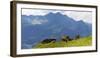 Herd of cows on an Alpine meadow-enricocacciafotografie-Framed Photographic Print