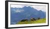 Herd of cows on an Alpine meadow-enricocacciafotografie-Framed Photographic Print