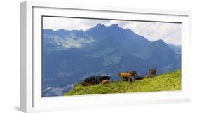 Herd of cows on an Alpine meadow-enricocacciafotografie-Framed Photographic Print