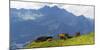 Herd of cows on an Alpine meadow-enricocacciafotografie-Mounted Photographic Print