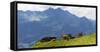 Herd of cows on an Alpine meadow-enricocacciafotografie-Framed Stretched Canvas