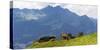 Herd of cows on an Alpine meadow-enricocacciafotografie-Stretched Canvas