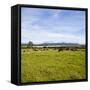 Herd of Cows on Farmland on the West Coast, South Island, New Zealand, Pacific-Matthew Williams-Ellis-Framed Stretched Canvas