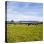 Herd of Cows on Farmland on the West Coast, South Island, New Zealand, Pacific-Matthew Williams-Ellis-Stretched Canvas