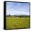 Herd of Cows on Farmland on the West Coast, South Island, New Zealand, Pacific-Matthew Williams-Ellis-Framed Stretched Canvas