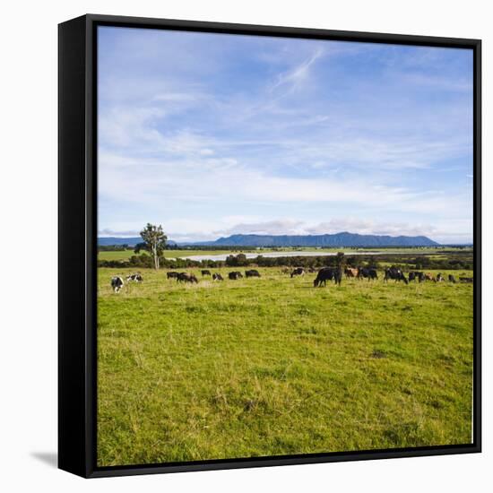 Herd of Cows on Farmland on the West Coast, South Island, New Zealand, Pacific-Matthew Williams-Ellis-Framed Stretched Canvas