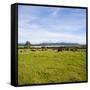 Herd of Cows on Farmland on the West Coast, South Island, New Zealand, Pacific-Matthew Williams-Ellis-Framed Stretched Canvas