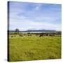 Herd of Cows on Farmland on the West Coast, South Island, New Zealand, Pacific-Matthew Williams-Ellis-Stretched Canvas