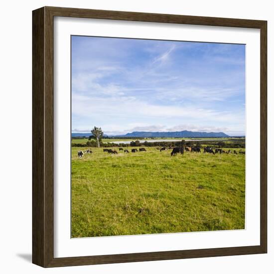 Herd of Cows on Farmland on the West Coast, South Island, New Zealand, Pacific-Matthew Williams-Ellis-Framed Photographic Print