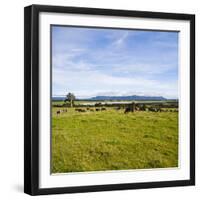 Herd of Cows on Farmland on the West Coast, South Island, New Zealand, Pacific-Matthew Williams-Ellis-Framed Photographic Print