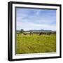 Herd of Cows on Farmland on the West Coast, South Island, New Zealand, Pacific-Matthew Williams-Ellis-Framed Photographic Print