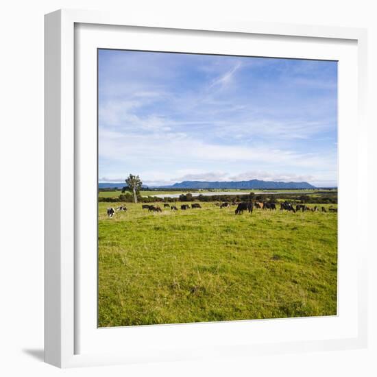 Herd of Cows on Farmland on the West Coast, South Island, New Zealand, Pacific-Matthew Williams-Ellis-Framed Photographic Print