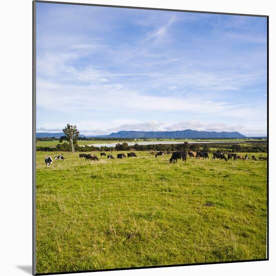 Herd of Cows on Farmland on the West Coast, South Island, New Zealand, Pacific-Matthew Williams-Ellis-Mounted Photographic Print