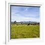 Herd of Cows on Farmland on the West Coast, South Island, New Zealand, Pacific-Matthew Williams-Ellis-Framed Photographic Print