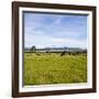 Herd of Cows on Farmland on the West Coast, South Island, New Zealand, Pacific-Matthew Williams-Ellis-Framed Photographic Print