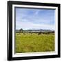 Herd of Cows on Farmland on the West Coast, South Island, New Zealand, Pacific-Matthew Williams-Ellis-Framed Photographic Print