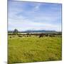 Herd of Cows on Farmland on the West Coast, South Island, New Zealand, Pacific-Matthew Williams-Ellis-Mounted Photographic Print