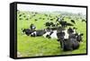 Herd of Cows, Scotland-phbcz-Framed Stretched Canvas