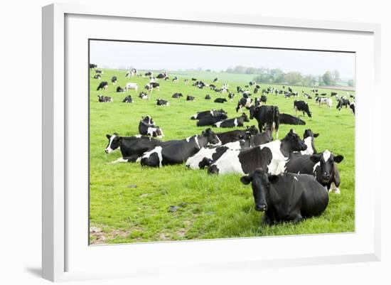 Herd of Cows, Scotland-phbcz-Framed Photographic Print