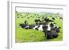 Herd of Cows, Scotland-phbcz-Framed Photographic Print