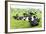 Herd of Cows, Scotland-phbcz-Framed Photographic Print