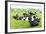 Herd of Cows, Scotland-phbcz-Framed Photographic Print