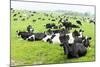 Herd of Cows, Scotland-phbcz-Mounted Photographic Print