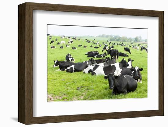 Herd of Cows, Scotland-phbcz-Framed Photographic Print