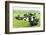 Herd of Cows, Scotland-phbcz-Framed Photographic Print